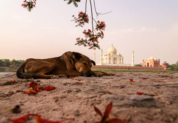 istock a dog is sleeping on foreground and beautiful taj mahal in backgroung 1308469174