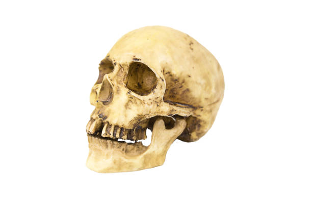 istock A model of a human skull on a white background, isolated. Head bone, eye sockets, teeth-a concept for science, medicine, Halloween. 1308469371