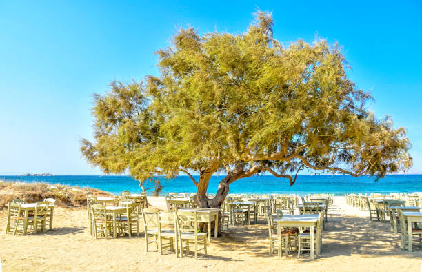 greek tavern under a tree on the beach - mesquite tree imagens e fotografias de stock