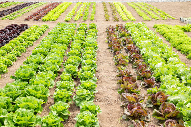 Various leaf salads in the gourmet garden