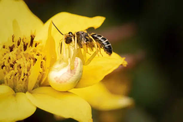 Photo of Misumena vatia spider eating a small bee