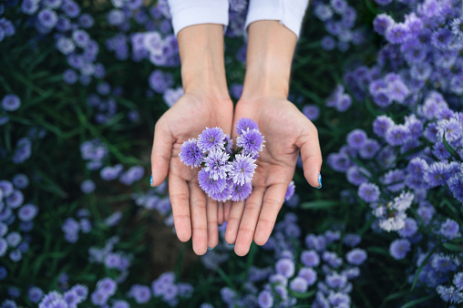Top view of Woman palm holding purple Margaret flower blossom in the garden