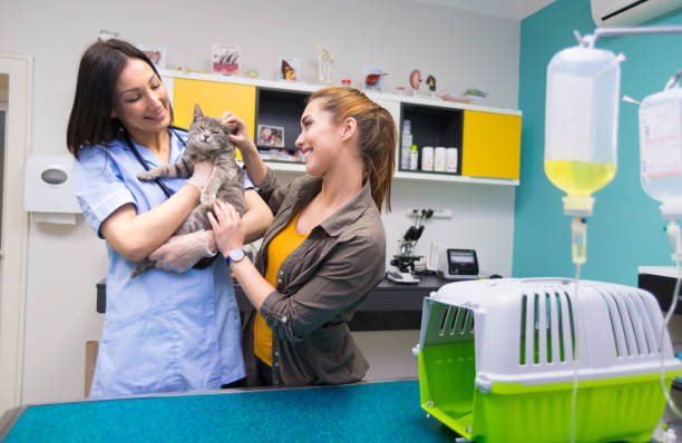 istock Veterinarian examining beautiful gray cat 1308473463