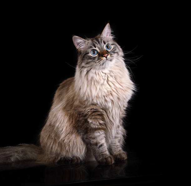 istock Thoroughbred Siberian cat sitting over black 1308473655
