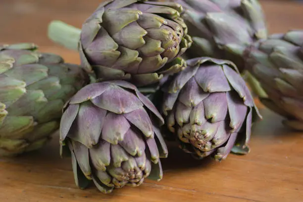 Beautiful Globe Artichokes (Cynara cardunculus var. scolymus), also known by the names French artichoke and green artichoke, in colors of green and purple, piled up on a wooden table