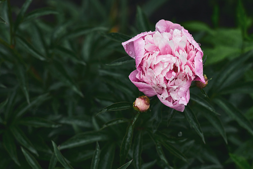 pink peonies in the evening garden after the rain. beautiful natural background. moody floral, close-up.