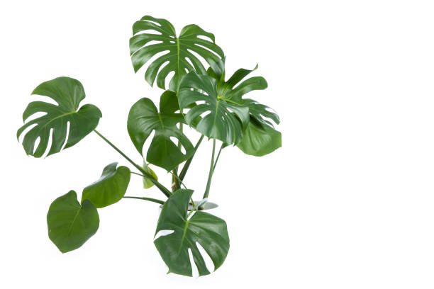 istock Monstera plant in pot isolated on white background 1308474637