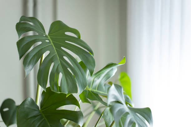 Philodendron monstera planted in front of the living room window Philodendron monstera planted in front of the living room window cheese plant stock pictures, royalty-free photos & images