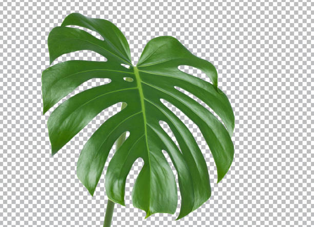 istock Monstera plant leaf on white background. Philodendron Plant. Clipping path 1308474708