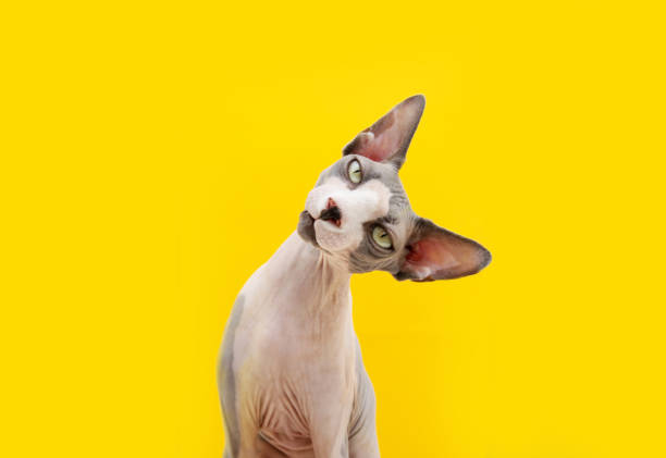 divertente sphynx gatto inclinamento lato testa. concetto di curiosità. isolato su sfondo giallo. - kitten color image cute feline foto e immagini stock