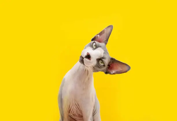 Photo of Funny sphynx cat tilting head side. Curiosity concept. Isolated on yellow background.