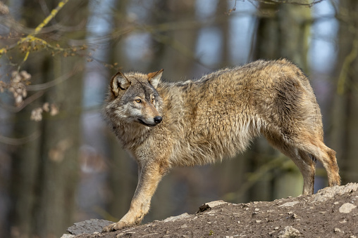 Coyote (Canis latrans) North American Carnivorous Canine