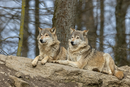 Two canadian timberwolves lying side by side on a rock in front of a forest.