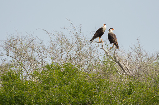 Perched above thorny shrubs, a pair of crested caracaras hunt over the brush of Laguna Atascosa National Wildlife Refuge along the Gulf Coast of Texas.