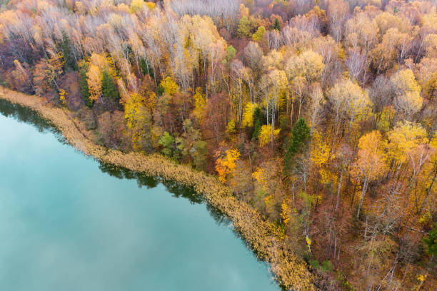 istock Autumn forest by lake Marinovo, view from above. 1308476237