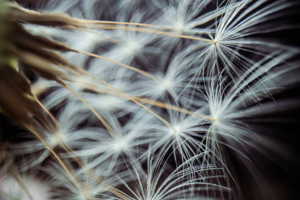 istock Close-up dandelion seeds 1308477187