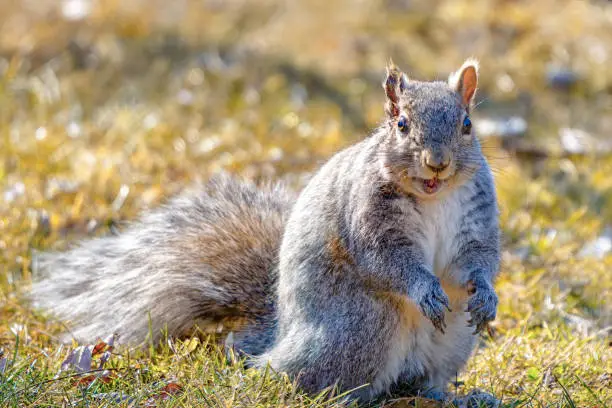 Cute and fat grey squirrel with open mouth, standing on the lawn in a sunny spring day,