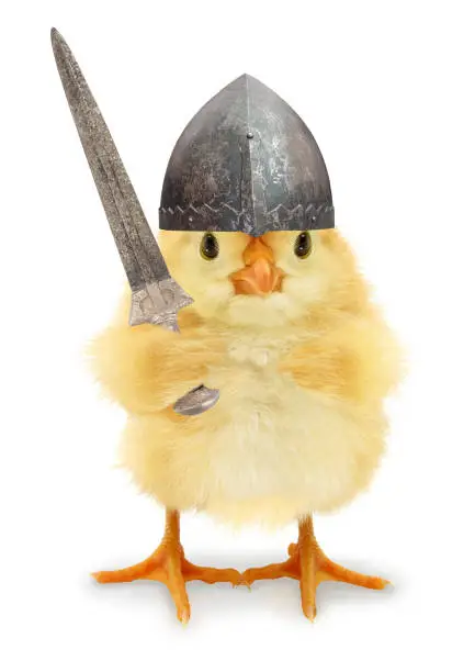 Photo of Cute cool chick knight medieval warrior with sword funny conceptual image