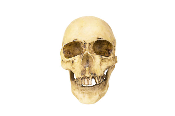 istock A model of a human skull on a white background, isolated. Head bone, eye sockets, teeth-a concept for science, medicine, Halloween. 1308478454