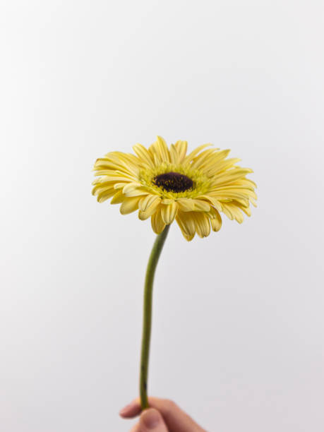 istock female hand holding a gerbera flower 1308478609