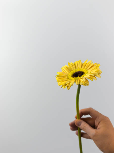 istock hand with vitiligo holds a gerbera flower 1308478620
