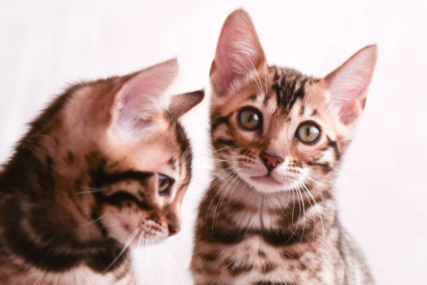 istock Two Bengal kittens. Close-up portrait on white background 1308478790