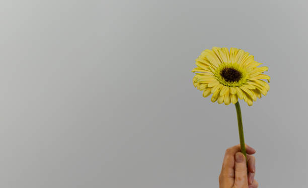 istock yellow gerbera in hand on a gray background 1308479050