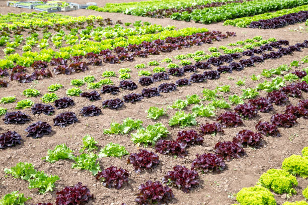 Various leaf salads in the gourmet garden