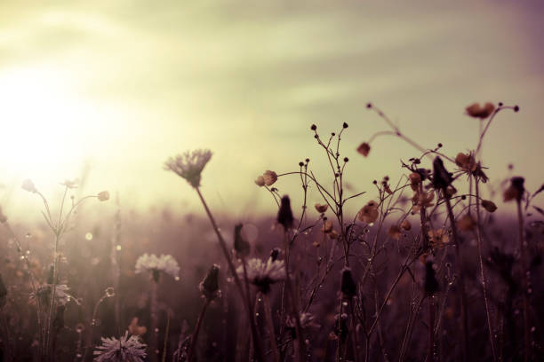 istock Morning summer or spring. Beautiful wildflowers with dew drops at dawn, light blur, selective focus. Shallow depth of field. 1308480142