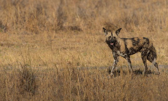 The African wild dog, an endangered species, is also called a spotted dog or spotted wolf.  It is beloved for its “Mickey Mouse” ears often seen on high alert as pictured here.  It shares one characteristic with zebras—as with the zebras’ stripes, no two dog’s spots are exactly alike.  Wild dogs hunt in packs for medium sized game such as the smaller species of antelope.
