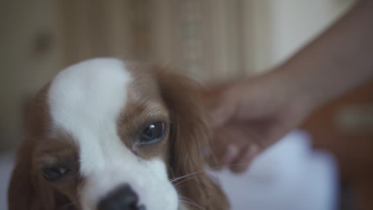 3,024 Spaniel Stock Videos and Royalty-Free Footage - iStock | Field spaniel, Cocker spaniel, Springer spaniel 3,024 Spaniel Stock Videos and Royalty-Free Footage - iStock | Field spaniel, Cocker spaniel, Springer spaniel
