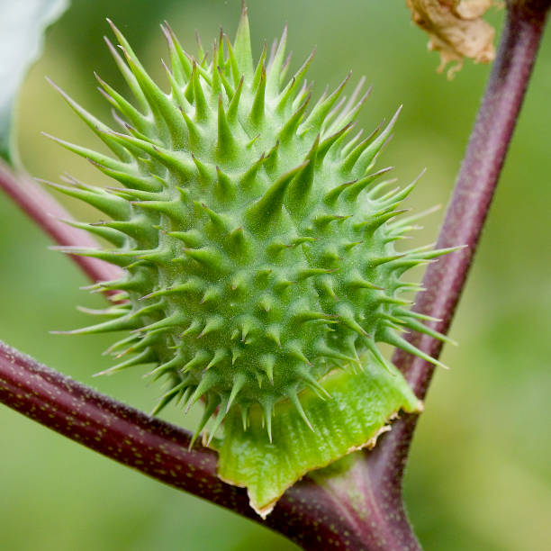 istock A single, unripe fruit of the Thorn Apple growing in central Chile 1308482727