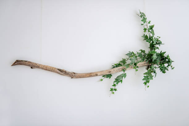 스칸디나비아 스타일의 세련되고 트렌디한 인테리어. 흰색 벽에는 녹색 담쟁이가 있는 나무 유목이 걸려 있습니다. 디자인 홈 장식. 에코 장식. 복사 공간, 격리 - driftwood wood textured isolated 뉴스 사진 이미지