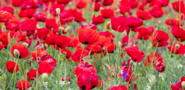 istock Red poppies on field 1308483641