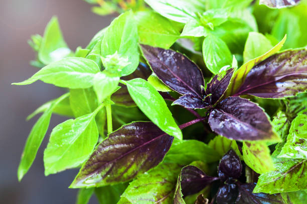 istock A bunch of fresh juicy basil, close up 1308483810