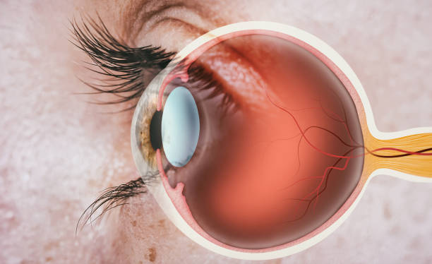 Structure of human eye. Structure of human eye. In side view. body part photos stock pictures, royalty-free photos & images