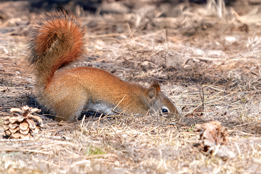 Red squirrel burying nut on ground