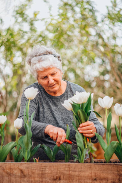 istock Senior Woman Preparing a Tulip Bouquet 1308488708