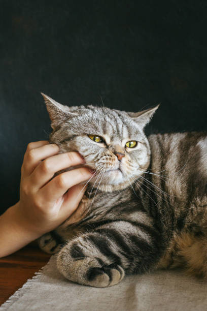 istock Portrait of a funny cat (Scottish Straight breed), dark background. 1308489655