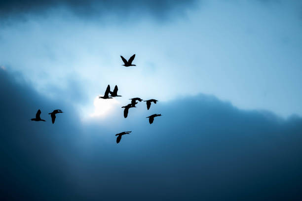 istock Nature photo in sunset 1308491849