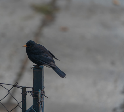 Black little bird perched on a fence post