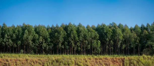 panoramic image of eucalyptus plantation