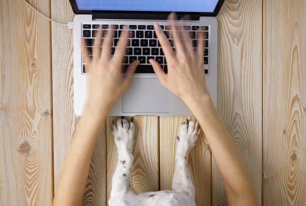 istock Image of womans hands typing fast on laptop keyboard with dogs paws on same tabletop. View from above. Remote work from home concept image. 1308496766