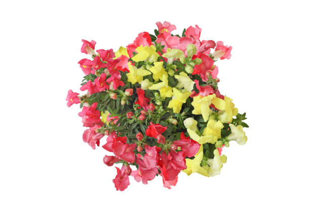 Fresh Cut Flower Bouquets for sale at the farmers marketClick Banners below to view similar images: