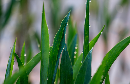 Meadow with green grass with rain drops. Close-up of green leaves with water drops from rain or morning dew.
