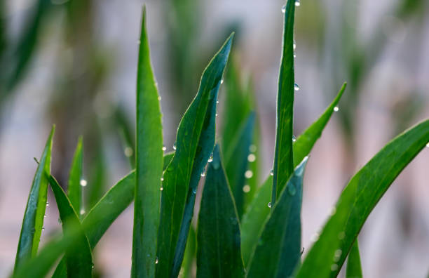 Morning dew drops on reed on the waterside of a pond stock photo
