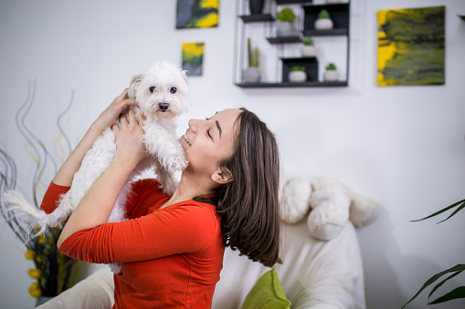 Teenage girl having fun playing with pet Maltese dog at home