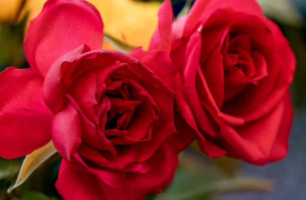 Red rose, a photo from above for a flower, beautiful colors, for a postcard