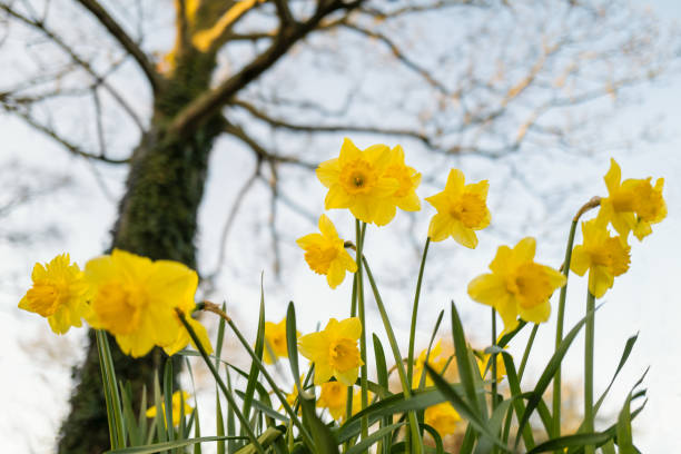 istock Daffodils seen from below looking up to a tree and sky in early springtime. 1308502368