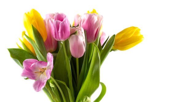 istock Spring flower landscape. Spring blooming spring flowers. flowers in spring. Spring flower landscape. Spring tulip flowers. Copyspace 1308502797
